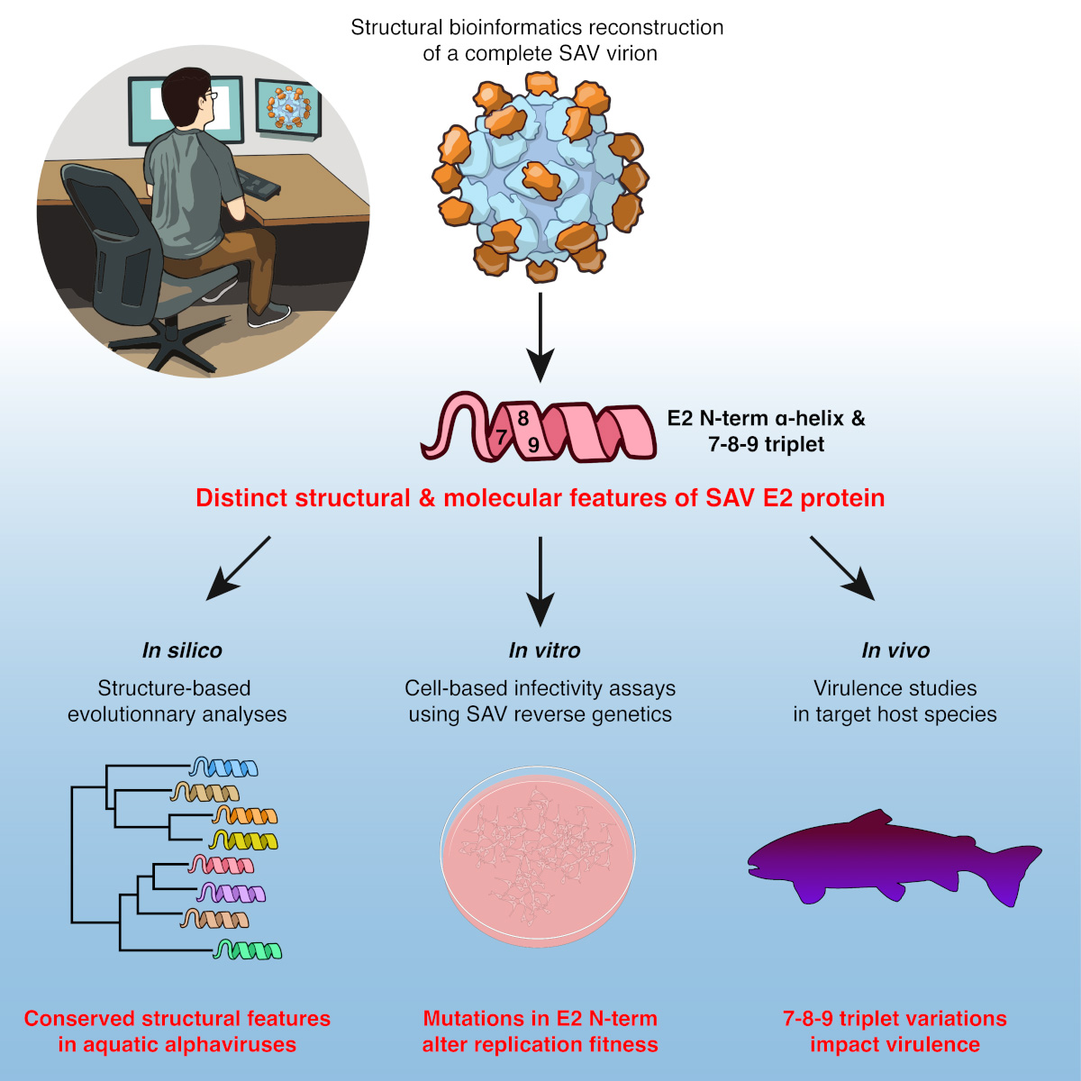 In silico reconstruction of a salmonid alphavirus virion reveals distinctive molecular features implicated in virulence