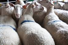 Flock of sheep marked after drafting at the Ruminants Experimental Unit in Theix