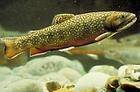 Trout infected by ISA virus