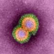Particules du virus de la grippe aviaire H5N1