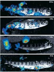 Follow-up of viral infection in fish