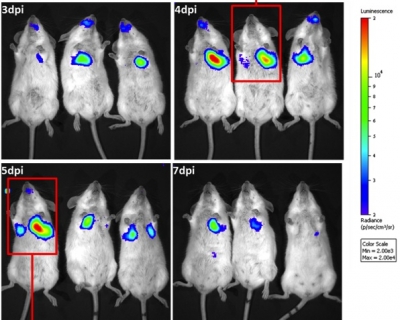 Bioluminescence détectée chez une souris infectée par le virus respiratoire syncytial